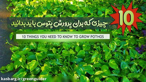 آموزش نگهداری و مراقبت از پتوس - گل ها و گیاهان آپارتمانی  - How To Care Pothos
