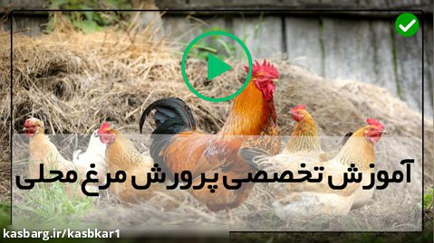 آموزش پرورش مرغ محلی-پرورش مرغ ارگانیک-سه گام برای درمان مرغ