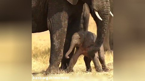 کمک مادر به بچه فیل برای ایستادن