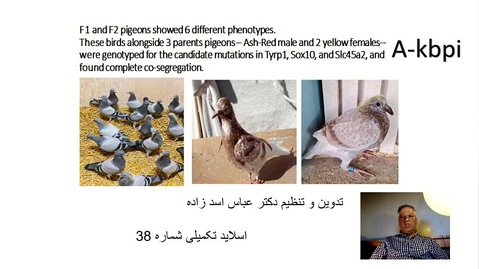 اسلاید تکمیلی شماره 38 ژنتیک رنگ در کبوتران اهلی تدوین و تنظیم دکتر عباس اسدزاده