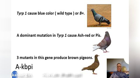 اسلاید شماره 32 ژنتیک رنگ در کبوتران اهلی تدوین و تنظیم دکتر عباس اسدزاده A-kbpi