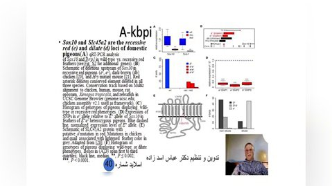 اسلاید شماره 40 ژنتیک رنگ در کبوتران اهلی تدوین و تنظیم دکتر عباس اسدزاده A-kbpi