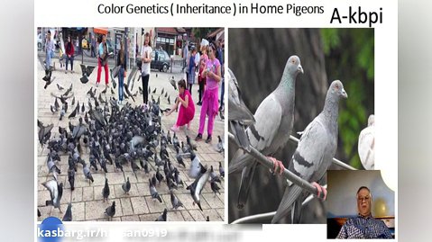 اسلاید شماره 29 ژنتیک رنگ در کبوتران اهلی تدوین و تنظیم دکتر عباس اسدزاده A-kbpi