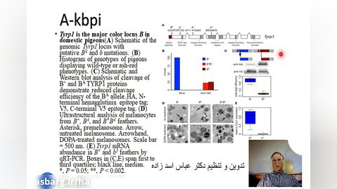 اسلاید شماره 41 ژنتیک رنگ در کبوتران اهلی تدوین و تنظیم دکتر عباس اسدزاده A-kbpi