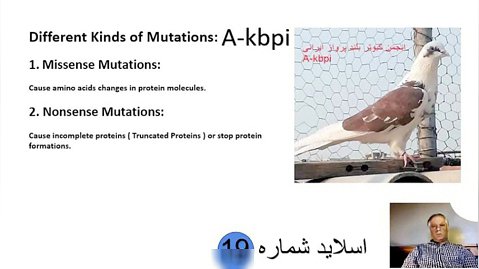 اسلاید شماره 19 ژنتیک رنگ در کبوتران اهلی تدوین و تنظیم دکتر عباس اسدزاده A-kbpi