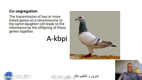 اسلاید شماره 36ژنتیک رنگ در کبوتران اهلی تدوین و تنظیم دکتر عباس اسدزاده A-kbpi