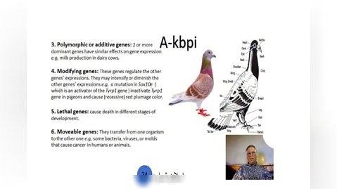 اسلاید شماره 25 ژنتیک رنگ در کبوتران اهلی تدوین و تنظیم دکتر عباس اسدزاده A-kbpi