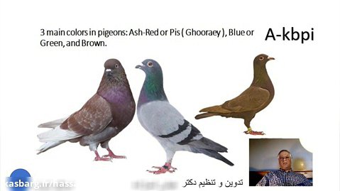 اسلاید شماره 30 ژنتیک رنگ در کبوتران اهلی تدوین و تنظیم دکتر عباس اسدزاده A-kbpi