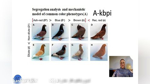 اسلاید شماره ژنتیک37 رنگ در کبوتران اهلی تدوین و تنظیم دکتر عباس اسدزاده A-kbpi