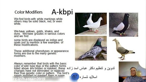 اسلاید شماره 42 ژنتیک رنگ در کبوتران اهلی تدوین و تنظیم دکتر عباس اسدزاده A-kbpi