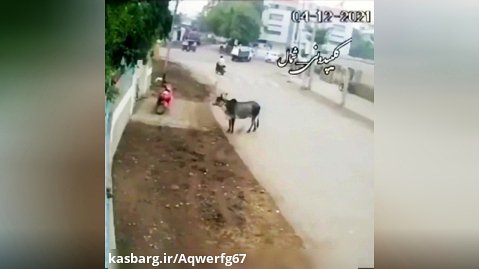 حمله گاو به صاحب موتورسیکلت موقع در زدن