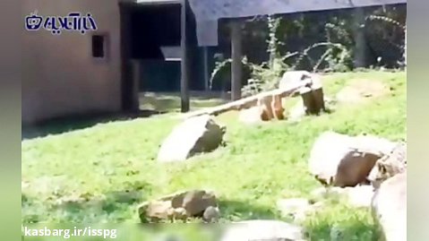 ببینید | تظاهر خنده دار یوزپلنگ مادر به ترسیدن برای شاد شدن فرزندش