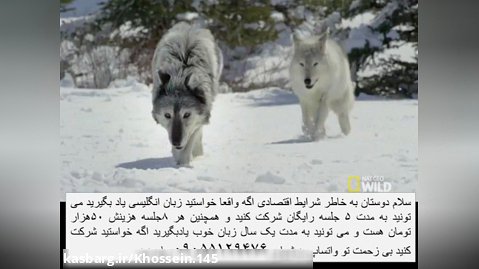 حیات وحش،گرگ سیاه،گرگ سفید