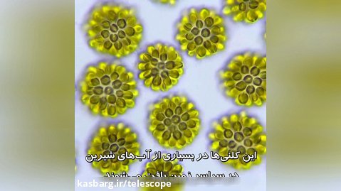Synura «سینورا» - جلبک های طلایی در زیر میکروسکوپ