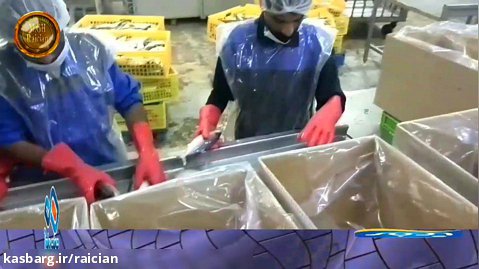 بسته بندی ماهی طلال توسط پرسنل آرمان جنوب