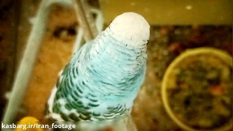 فیلم استوک - پرندگان در قفس