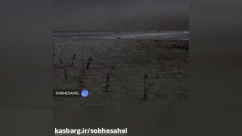 خشک شدن نهال های حرا در ساحل سورو