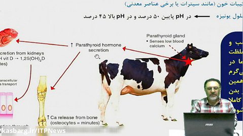 نقش مواد معدنی و ویتامین ها در تغذیه گاوهای شیرده