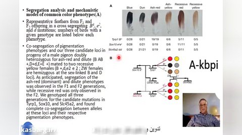 اسلاید شماره 39 ژنتیک رنگ در کبوتران اهلی تدوین و تنظیم دکتر عباس اسدزاده A-kbpi