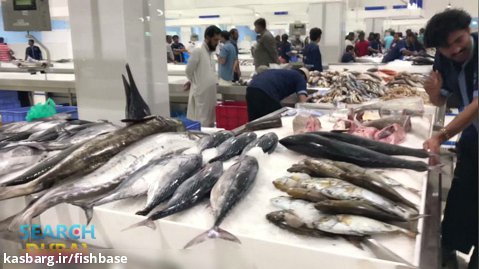 بازار جدید ماهی دیره در دوبی