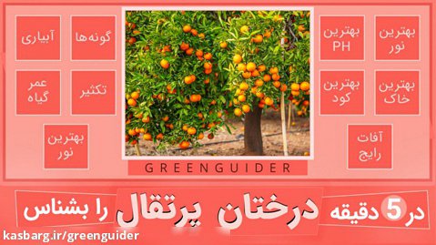 آموزش نگهداری و مراقبت از درخت پرتقال - درختان میوه - How To Care Orange Trees