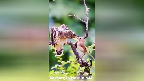 پرنده سالمند که نمیتونه غذا پیدا کنه و سایر پرندگان بهش غذا می دهند.