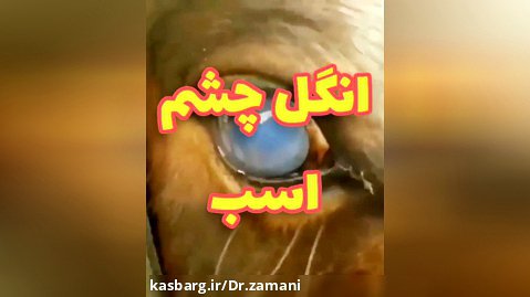 انگل تلازیا در چشم اسب