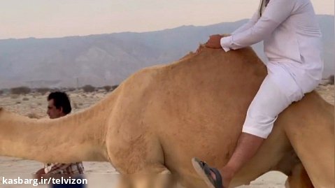 تیست شیر شتر تازه دوشیده شده از شتر در صحرا