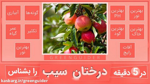 آموزش نگهداری و مراقبت از درخت سیب - درختان میوه - How To Care Apple Trees