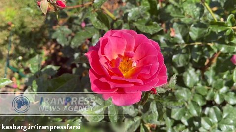 گل های رُز ایران زینت بخش گلستان رم