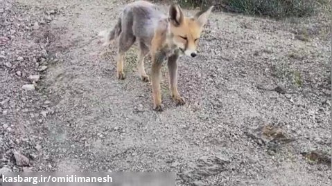 روباه اهلی