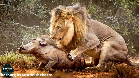 7 لحظه وحشیانه شیر شکار Warthog