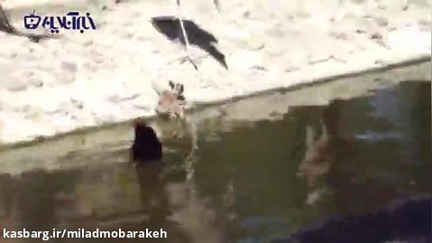 تلاش  لک لک مردارخوار برای غرق کردن یک بچه آهو