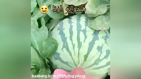 هندوانه خارجی هندوانه ایران