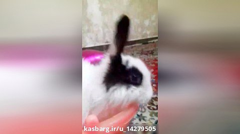 ویدیوی خرگوش
