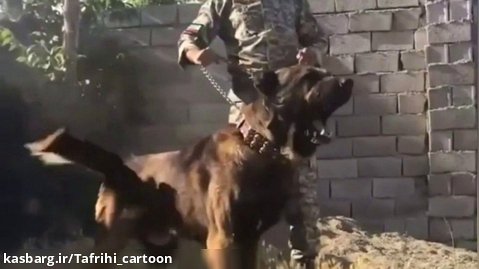 کلیپ سگ سرابی | فیلم سرابی | سگ نژاد ایرانی
