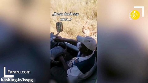 (ویدئو) برخورد نزدیک گردشگران سافاری با یوزپلنگ گرسنه