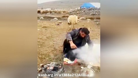 گوسفند و خر  خوردن غذای چوپان