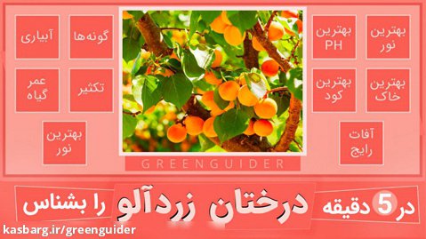 آموزش نگهداری و مراقبت از درخت زردآلو - درختان میوه - How To Care Apricot Trees