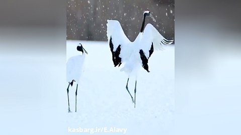 رقص پرندگان