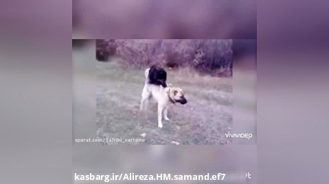 جنگ سگ  کانگال  vs  قفقازی