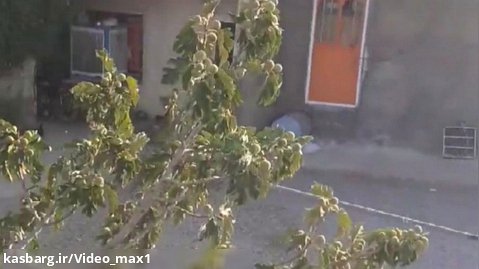 ویدیویی از طغیان پروانه بلوط خوار سفید.