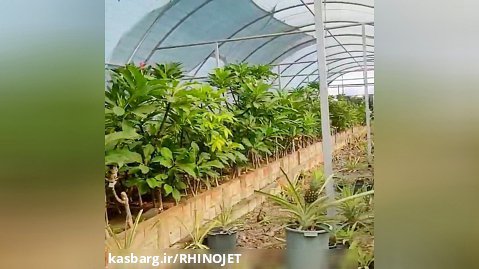 سم پاشی گلخانه با اولین دستگاه مه پاش گرم برقی کشور راینوجت
