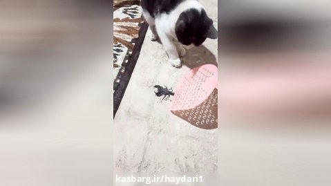 شکار عقرب توسط گربه
