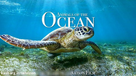یک ساعت ویدیو از حیوانات در اعماق اقیانوس ها | (مناظر زیبا / قسمت 90)