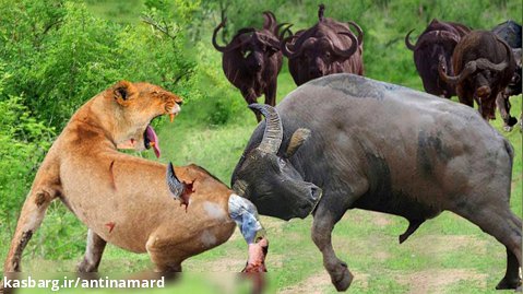 حمله بوفالو ها به شیر -  جنگ ددنی بوفالو  شیر - جنگ حیوانات وحشی