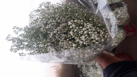 گل عروس یا جیپسوفیلا