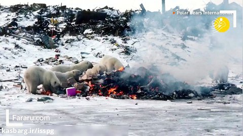 (ویدئو) خرس های قطبی به خوردن زباله روی آوردند!