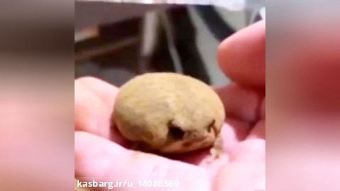 یک قورباغه قشنگ خوشگل گوگولی