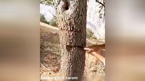 نابود کردن درخت بلوط به خاطر یک مشت عسل